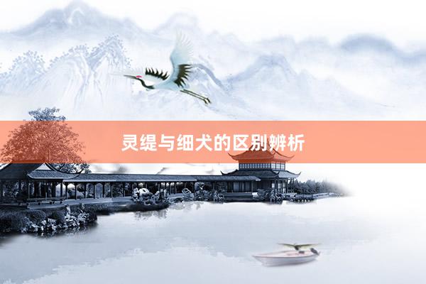 灵缇与细犬的区别辨析
